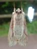 Lithophane socia